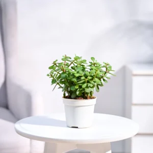 Jade Mini Plant for home,Symbol of Goodluck.